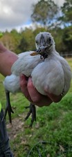6 F1 Zombie (Ayam Cemani x