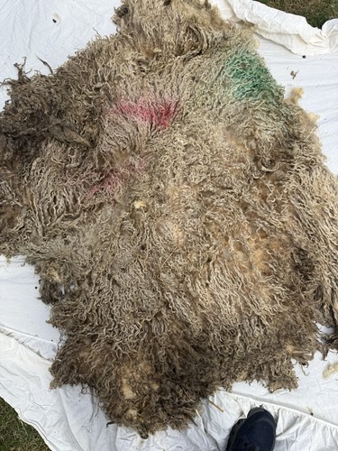 Raw teeswater fleece - raw, 2.5kg