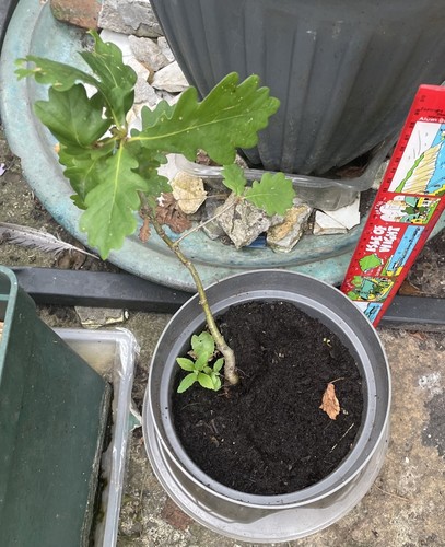 Oak tree sapling - tree,