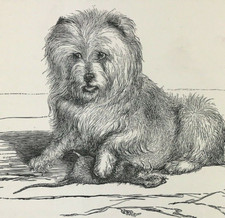 Vixen 1814 Sir Edwin Landseer
