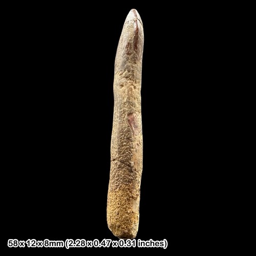 Rebbachisaurus dinosaur tooth - rebbachisaurus,