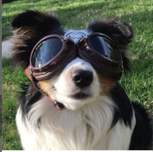 Doggles dog sunglasses - doggles, shatter