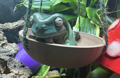 Frog and reptile swing - frog,