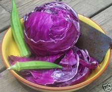 CABBAGE RED ACRE  800 SEEDS