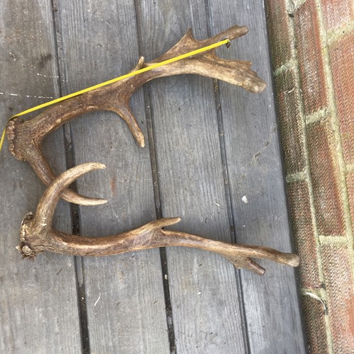 Taxidermy fallow deer antlers - taxidermy,