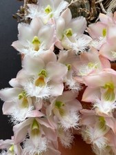 Clowesia Rebecca Northen