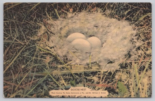 Goose nest eggs down - nest,
