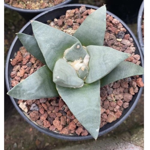 9cm ariocarpus retusus - 8-9cm,
