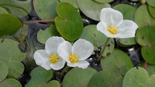 2 x SEEDS of Frogbit Floating JUST DROP IN lily type Water Plant Aquatic pond