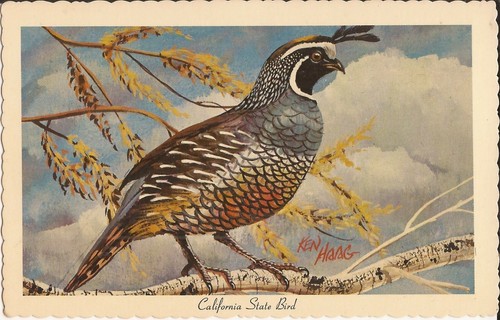 California valley quail - california,