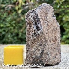 Fossil Turtle Shell –