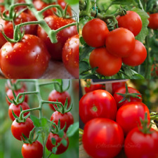 TOMATO 4 PACK - Alicante
