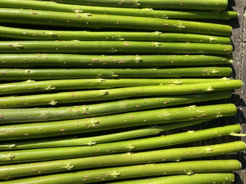 30cm hybrid willow - 30cm,