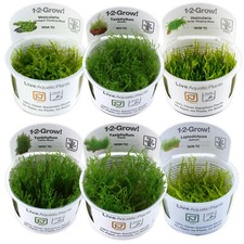 Tropica Live Moss Plants for Aquarium/Terrarium Flame Taiwan Christmas Aquascape