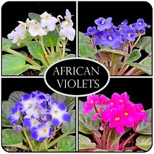African violet 'Streptocarpus'