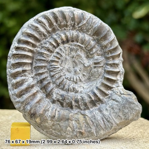 Rare paltechioceras ebriolum - rare,