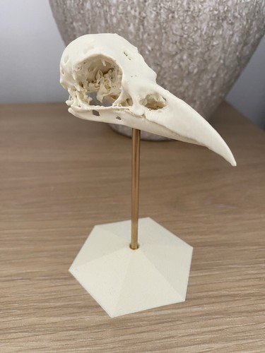 Replica carrion crow - replica,
