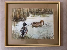 Original watercolour of Shoveler Ducks by Gillian Harris