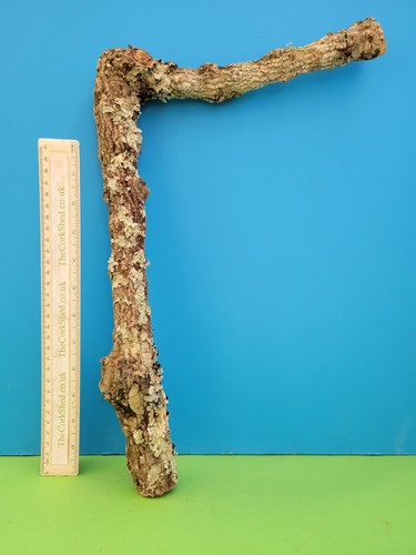 Cork bark branch 45cm - cork, snake