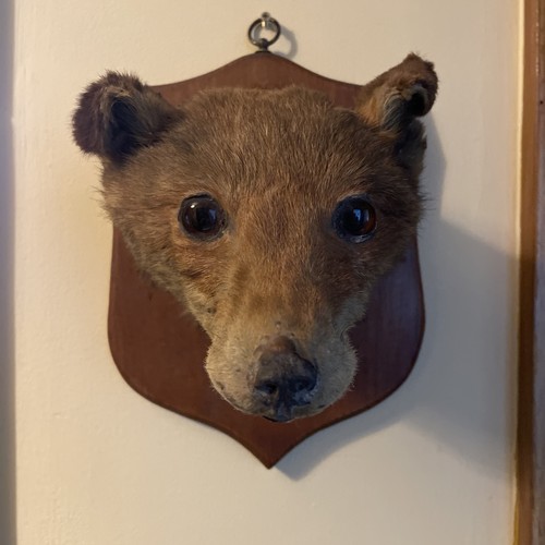 Antique vintage taxidermy - antique/vintage, fox