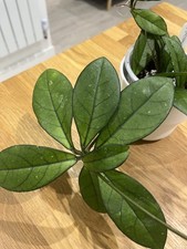 Indoor house Hoya