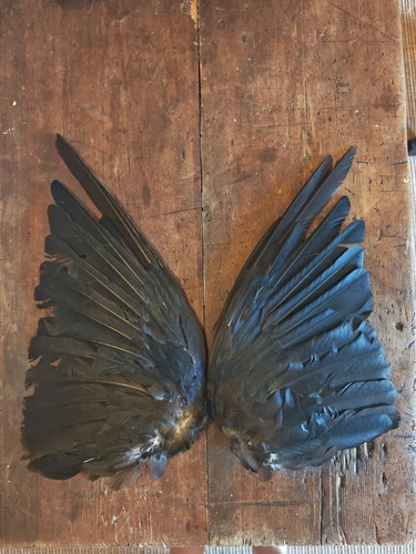 Crow wings dried open - wings,