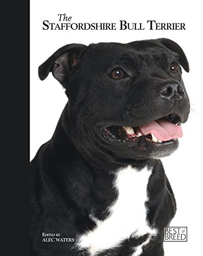 Staffordshire bull terrier - terrier,