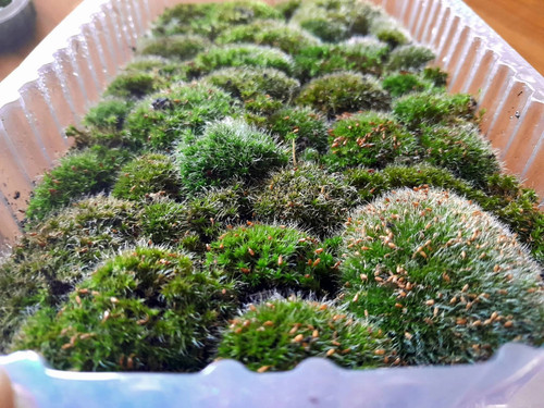 Live cushion moss hardy - cushion,