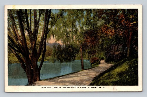 Vintage weeping birch - weeping,