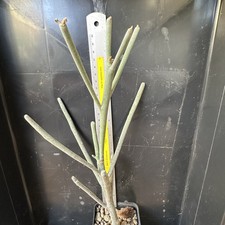 Euphorbia Arbuscula Ownroot