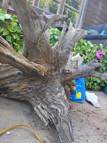 Medium larger size tree - medium,