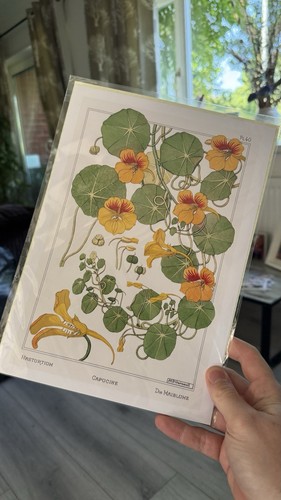 Nasturtiums print poster - nasturtiums,