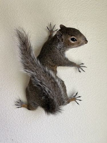 Taxidermy wall mounted - taxidermy,