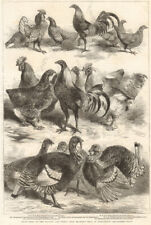 Prize birds at the Poultry & Pigeon Show, Birmingham 1862 old antique print