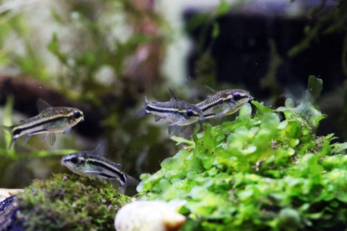 Pygmy cory corydoras - cory,