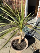 Cordyline australis