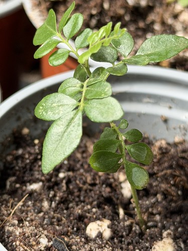 One curry leaf plant murraya - one, (murraya