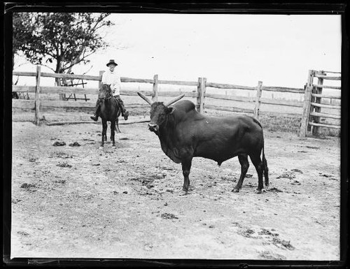 Pye horse a bull - jj,