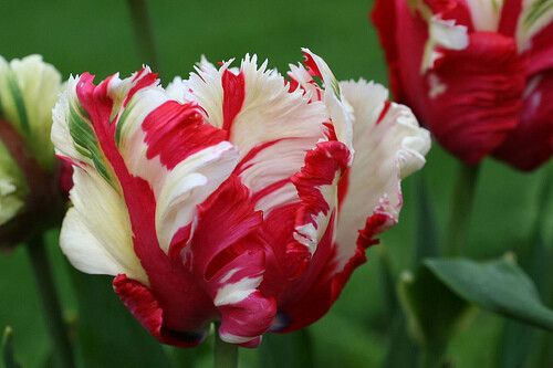 Parrot tulips estella - tulips,