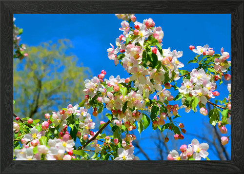 Beautiful flowers framed wall - beautiful,