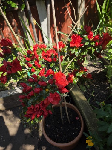 Azalea evergreen deep red - azalea,