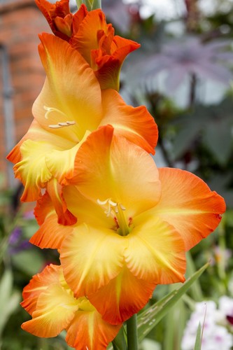 Gladioli nanus las vegas - gladioli,