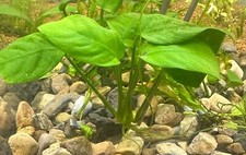 Anubias barteri var. nana
