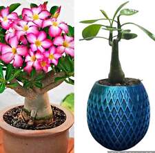 Compact Desert Rose | HIDDEN DRIP TRAY and stylish plant pot | Choice of colour