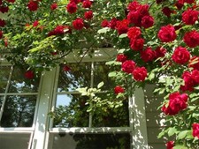 1 SPRING GROWING RED FRAGRANT ENGLISH ROSE BUSH FLOWER BARE ROOTED PLANT SHRUB