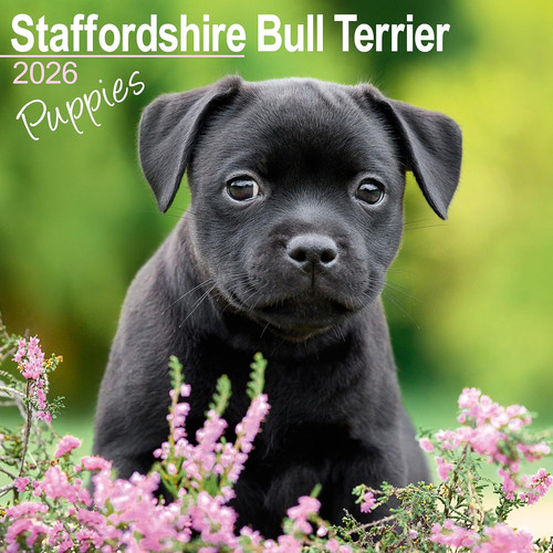 Staffordshire bull terrier - staffordshire,