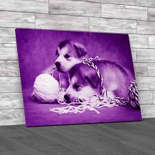 Cute Malamute Puppies Rest