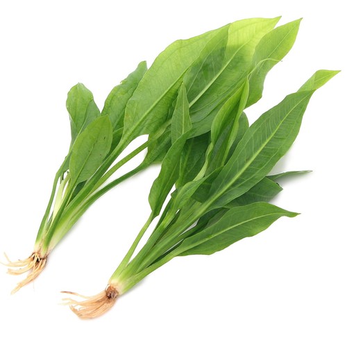 Echinodorus amazonicus - 2x,