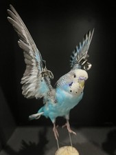 Taxidermy Budgie - Real
