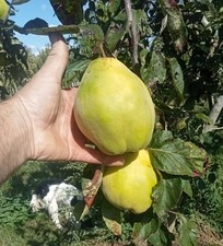 4ft Quince trees UK grown